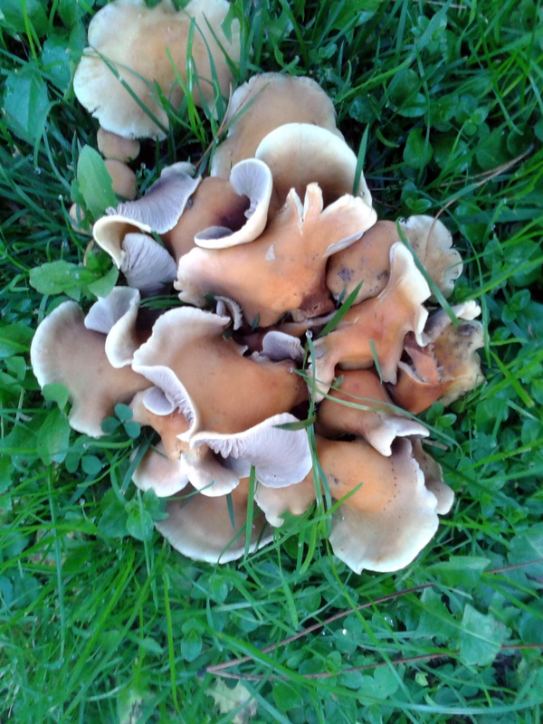 Imagen de setas en el campo